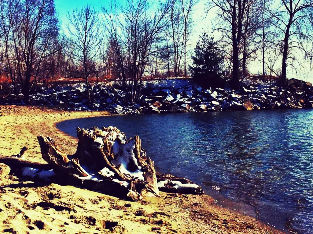 A tree on the Lake Champlain shore in Burlington, Vermont, in early spring