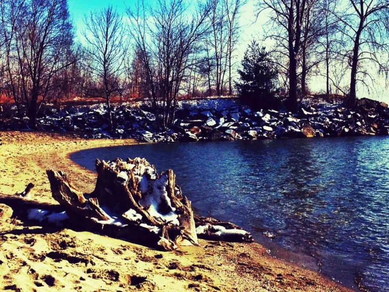 A tree on the Lake Champlain shore in Burlington, Vermont, in early spring