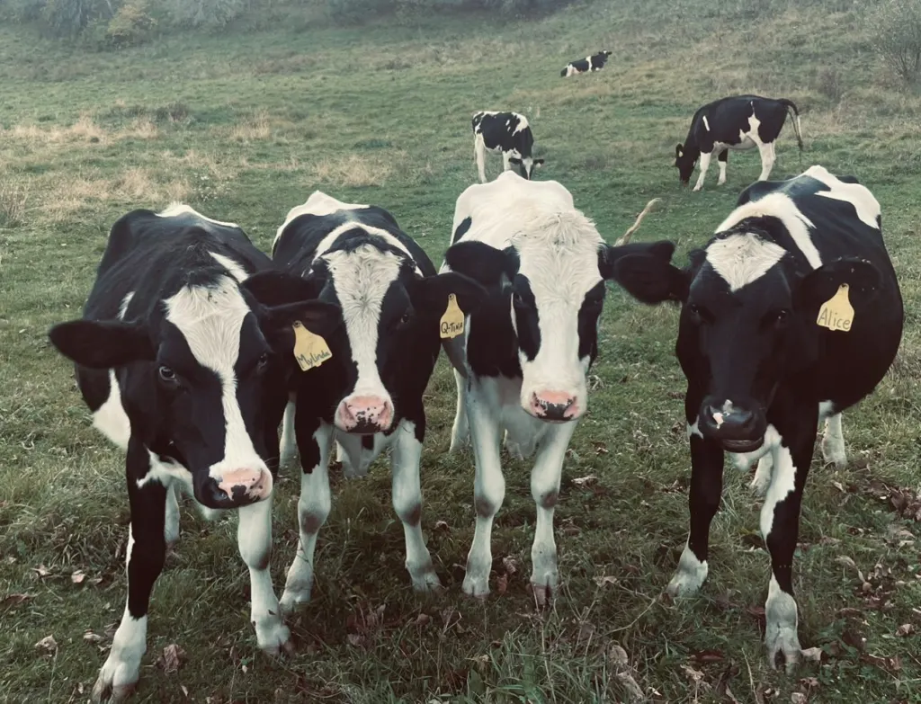 Holstein dairy cows in a pasture in Tunbridge, Vermont
