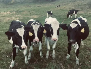 Holstein dairy cows in a pasture in Tunbridge, Vermont