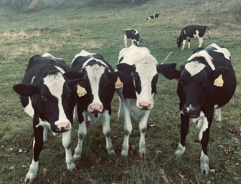 Holstein dairy cows in a pasture in Tunbridge, Vermont